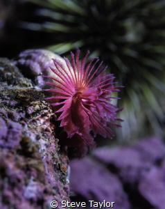 Red tubeworms are typically very skittish, but this one a... by Steve Taylor 